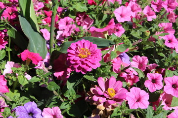 Sea Of Flowers, William Hawrelak Park, Edmonton, Alberta