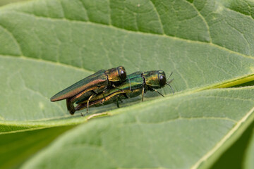 Side View of an Emerald Ash Borer Couple Mating