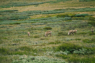 Denali National Park and Preserve, ALASKA