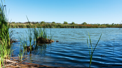 Reeds growing in pond in San Joaquin Marsh
