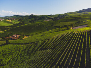 Fototapeta na wymiar Langhe hills with vineyards seen from La Morra