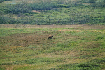 Brown bear in Denali National Park and Preserve, ALASKA