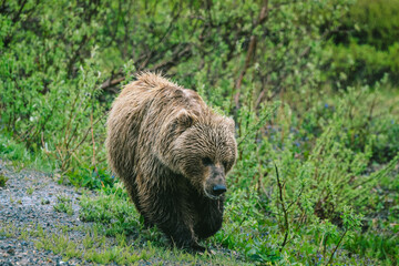 Brown bear in Denali National Park and Preserve, ALASKA