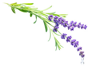 Fototapeta na wymiar Aromatherapy and essential oil, herbal extract, ingredient for natural cosmetics, alternative medicine concept. ,Water drop falling from lavender flower