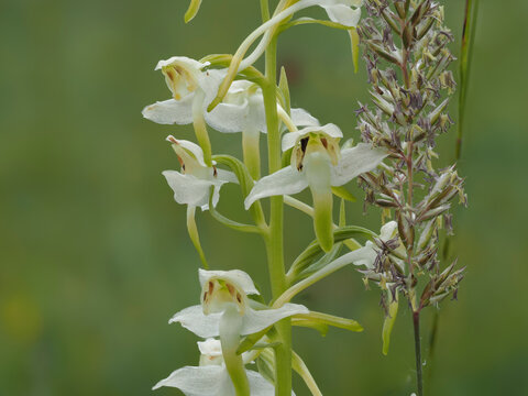 Gr&uuml;nliche Waldhyazinthe (Platanthera chlorantha)