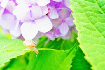 ピンクのあじさいの花と葉から降りようとする小さなカタツムリ
