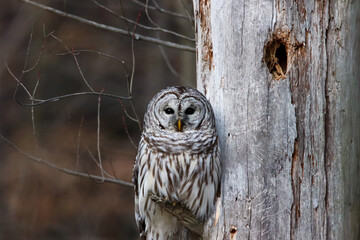 Barred Owl