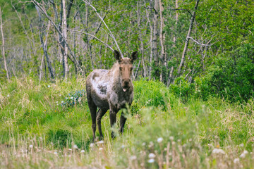 Moose is the largest and heaviest extant species in the deer family. Glenn Highway, Alaska Summer