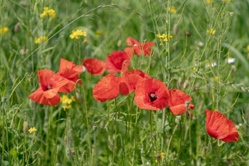 Selective focus of wild red poppies flowers with green grass along sidewalk, Poppy is a flowering plant in the subfamily Papaveraceae of the family Papaveraceae, Nature floral background.