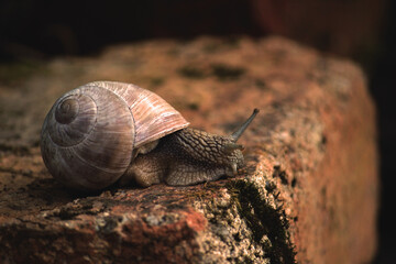 big brown snail on the road in the garden, flora and fauna background of nature and wild life