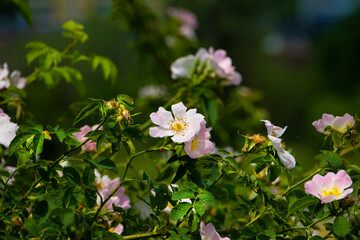 Close up of flowers on Rose hip Bush