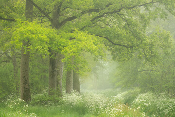 Frsh green spring colors on a misty morning in a forest in Noord-Brabant in the Netherlands.