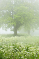 Frsh green spring colors on a misty morning in a forest in Noord-Brabant in the Netherlands.