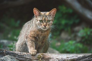 European wild cat portrait