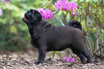 Cute black Pug dog posing outdoors standing on a ground near a blooming rhododendron bush with pink flowers in summer