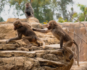 Fototapeta na wymiar Baboons playing on a rock