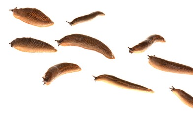 Purple carpathian slug crawling isolated on white background