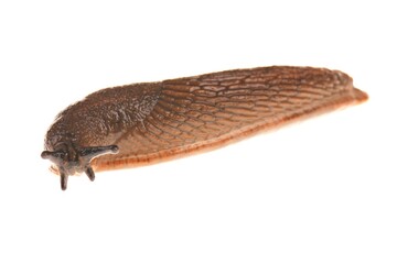 slug