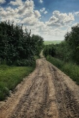 dirt road in the forest