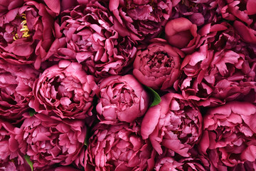 Summer blossoming delicate peony wall, blooming peonies, flowers festive background, red bright floral card, selective focus