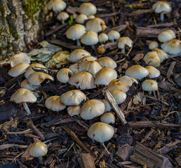 a troop of wild mushrooms