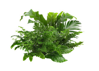 Beautiful composition with fern and other tropical leaves on white background.