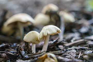 close up of wild mushrooms