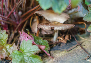 close up of wild mushrooms