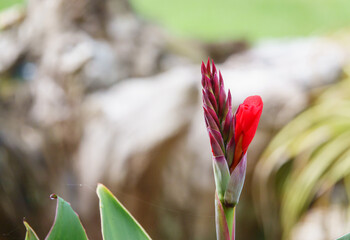 canna flower bud appears in early summer