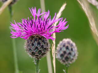 a beautiful pink greater knapweed (Centaurea scabiosa) flower