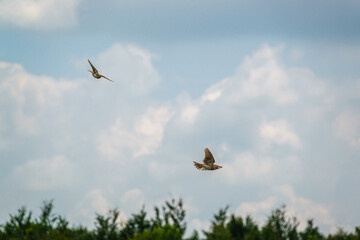 two Skylarks in flight over tall grasses on Salisbury Plain, UK