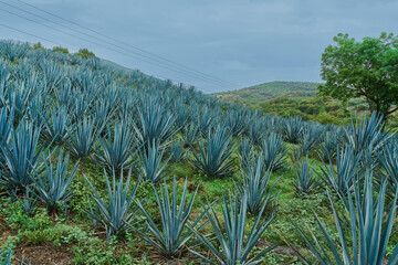 Plantación de agave azul en el campo para hacer tequila