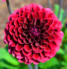 Dahlia is a genus of bushy, tuberous, perennial plants native to Mexico, Central America, and...