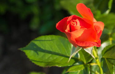 Rote Rosenblüte Makro