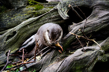 The otter, lutra in the rhizome of the tree in the forest. World Wildlife Day, nature, forest and river conservation, ecology 