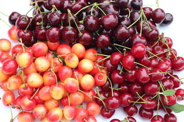 Kirschen. Verschiedene Sorten.