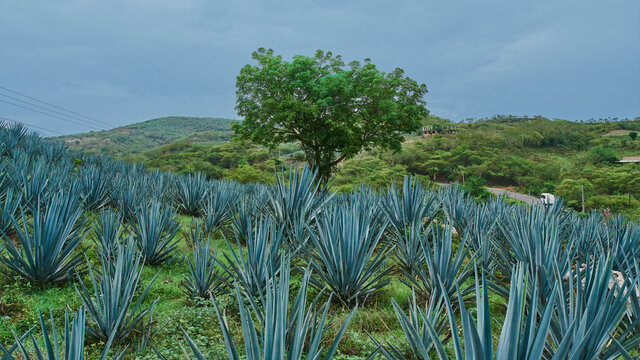 Plantación de agave azul en el campo para hacer tequila