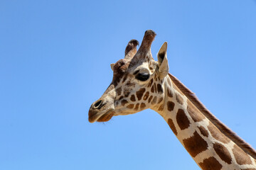Close-up of a giraffe looking