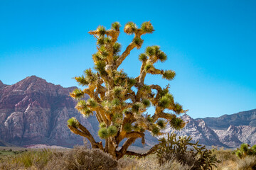 Large Joshua Tree in the Red Rock Canyon in Southern Nevada