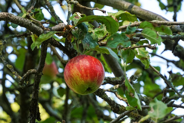 Apple on an apple tree