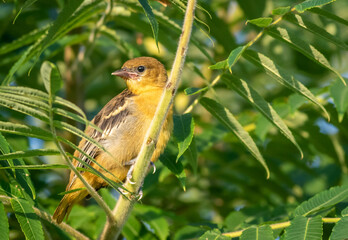 Baltimore Oriole (Icteridae) fledling closeup in tree on early summer morning
