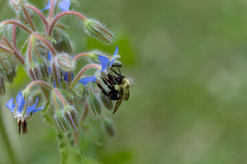 Bumblebee, Bombus, macro on beautiful blue Borage (Boraginaceae) starflower