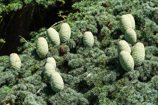 The deodar cedar, Cedrus deodara, branch with cones