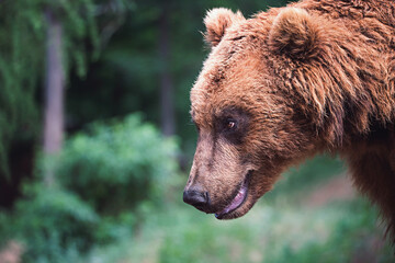 Kamchatka brown bear detail portrait