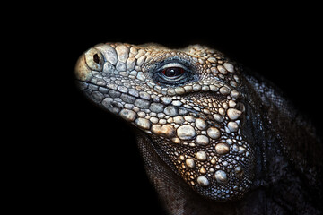 lizard on black background