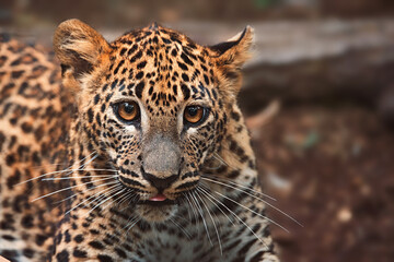 Ceylon leopard portrait