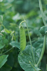 peas in the garden