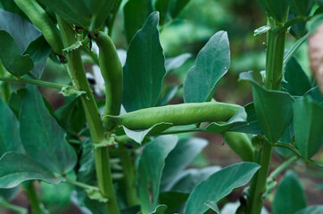 Fresh beans in a peel grown in a vegetable garden close-up