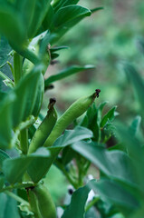 Fresh beans in a peel grown in a vegetable garden close-up