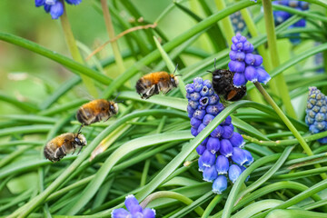 Bumble bee on Muscari neglectum known as Grape hyacinth